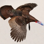 Wild Turkey in flight