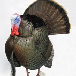 Wild Turkey--full strut