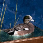 American Wigeon, swimming water scene