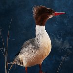 Female Common Merganser, view 2