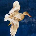 Leucistic Female Northern Shoveler