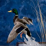 Mallard, jumping splash scene