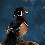 standing Wood Duck