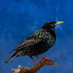 European Starling, side view_thumb