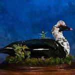 Muscovy, sitting on grassy field habitat_thumb