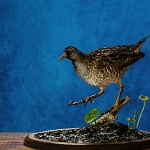 Sora Rail Gamebird_thumb