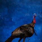 Wild Turkey, walking on clover habitat_thumb