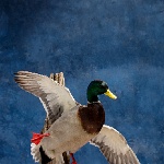 Mallard--navigating, breast out