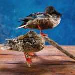 Northern Shovelers--standing