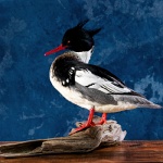 Red-breasted Merganser--standing