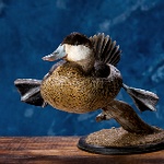 Ruddy Duck--swimming, view 2