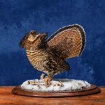 Ruffed Grouse-- displaying, view 1