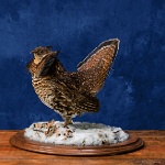 Ruffed Grouse-- displaying,view 2