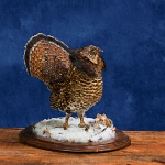 Ruffed Grouse-- displaying,view3