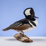 Hooded Merganser standing