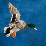 Mallard landing, wings up