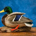 Mallard sitting, side view