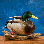 Mallard sitting, front side view